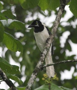 White-tailed Jay