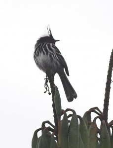 Black-crested Tit-tyrant