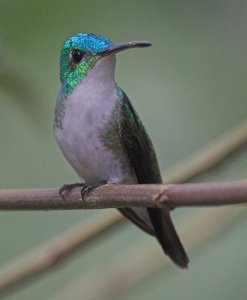 Andean Emerald