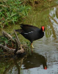 Common Moorhen