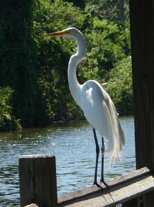 Visit from a Great Egret