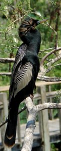 Anhinga