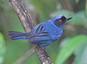 Masked Flowerpiercer