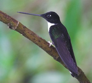 Collared Inca