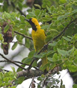 Yellow-tailed Oriole