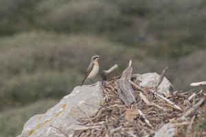 Wheatear