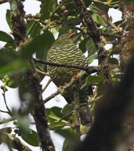 Barred Fruiteater