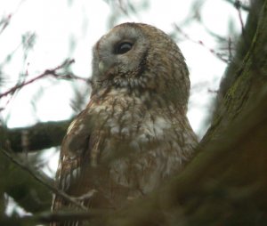 Tawny Owl 2