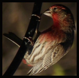 House Finch Squared