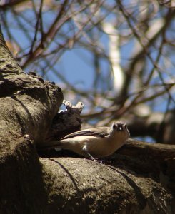 Tufted Titmouse in a Tree