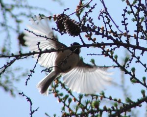 Black-Capped Chickadee Fluttering