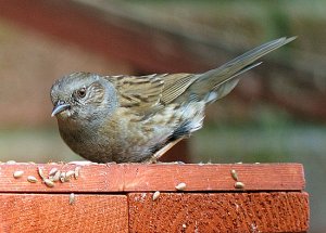 Dunnock