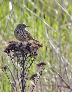 Meadow Pipet