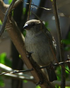 House Sparrow