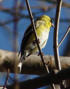 American Goldfinch