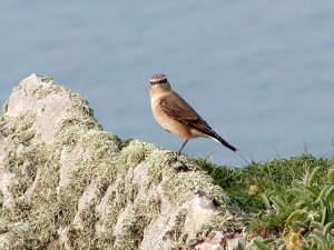 Northern Wheatear