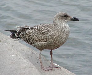 Herring Gull (immature)