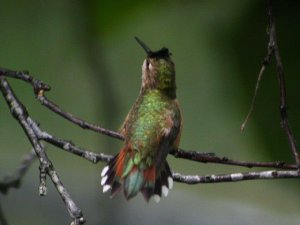 Rufous Hummingbird