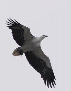 soaring sea eagle