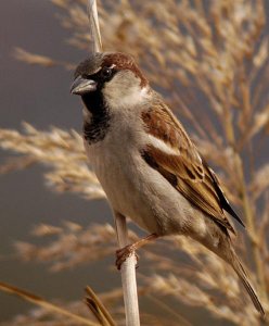 male house sparrow resting on reed