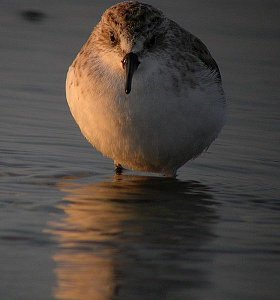 red-necked stint at sunset