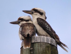 pair of laughing kookaburras
