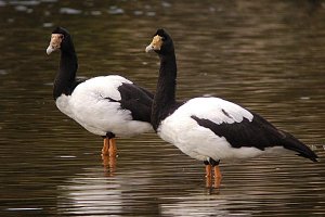 pair of magpie geese