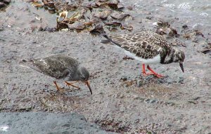 Purple Sandpiper and Ruddy Turnstone