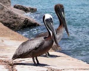 Brown Pelicans