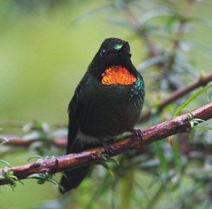 Flame-throated Sunangel