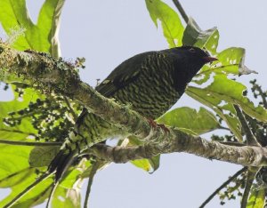 Barred fruiteater