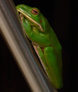 White-lipped Tree Frog