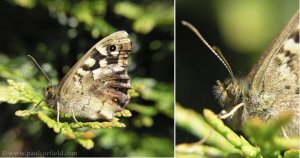 Speckled Wood close up.