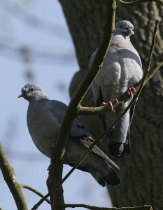 Stock Dove, Pair