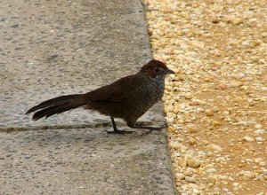 Rufous Bristlebird