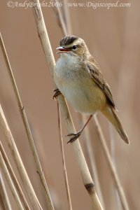 Sedge Warbler