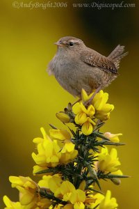 Wren