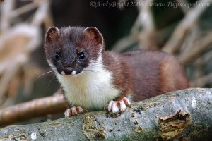 Stoat!!