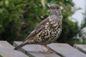 Mistle Thrush