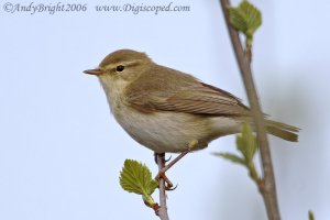 Willow Warbler