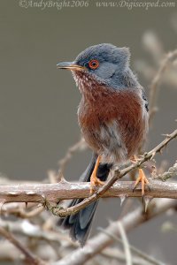 Dartford Warbler