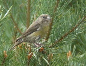 Crossbill (female)