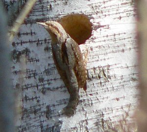 Wryneck