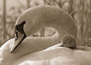 Mute swan with chick
