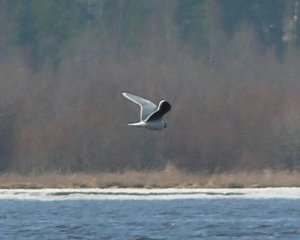 Little gull