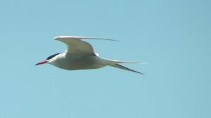 Common Tern