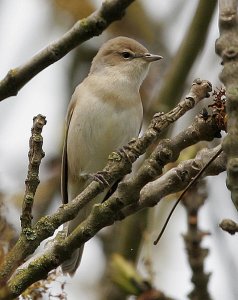 Garden Warbler