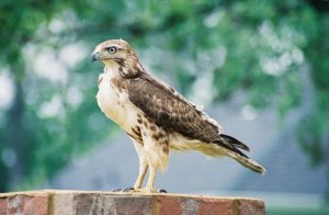 Red-tailed hawk