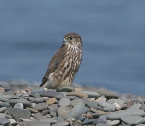 Female Merlin