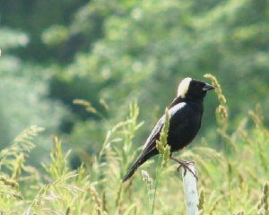 Bobolink